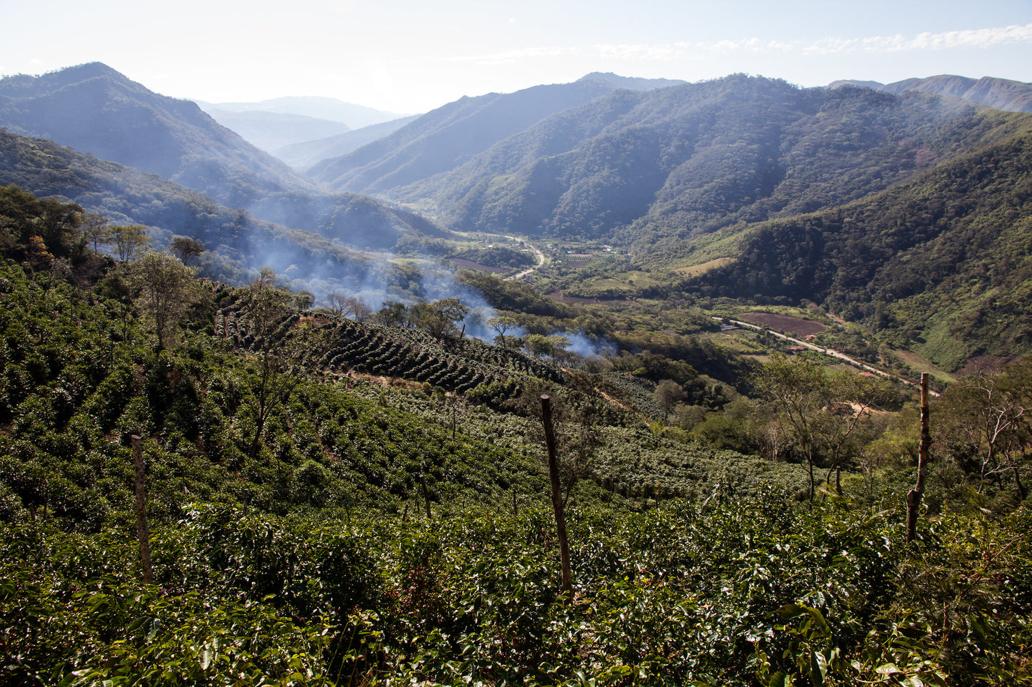 Bolivia | El Fuerte | Java Coco Natural