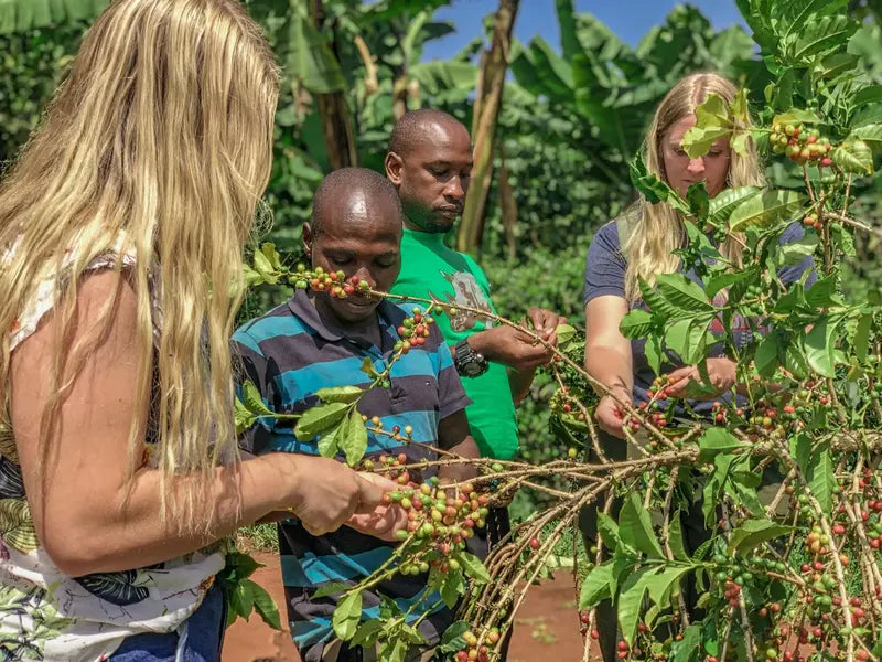 Sipi-Falls-coffee-tour-experience-harvesting-coffee.webp