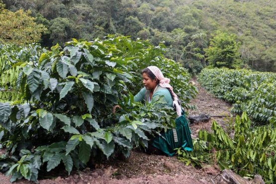 Bolivia | El Fuerte | Java Coco Natural